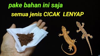 cukup pake bahan ini saja, SEMUA JENIS CICAK LENYAP ‼️