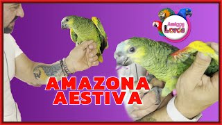 AMAZONA AESTIVA