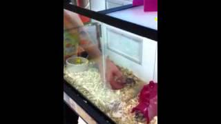 robo hamster petco