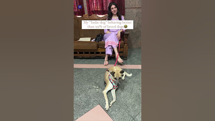 My Indian Street dog behaves better than breed dogs🫣😂 #Indian #shortsindia #dog