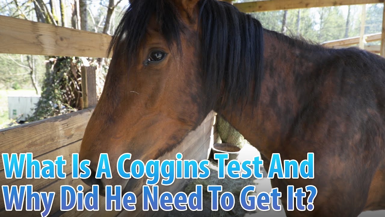 How Do Horses Get Coggins?