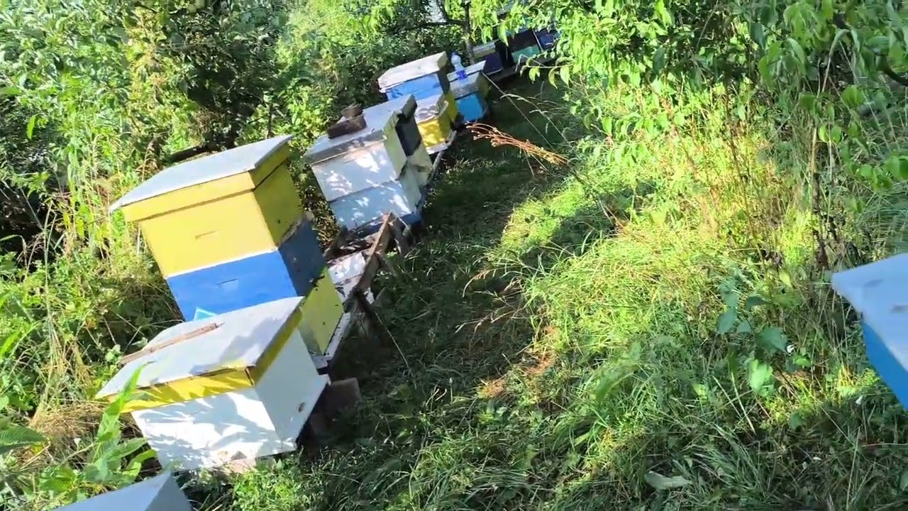 Vrcanje meda uspješno odrađeno pred zahlađenje