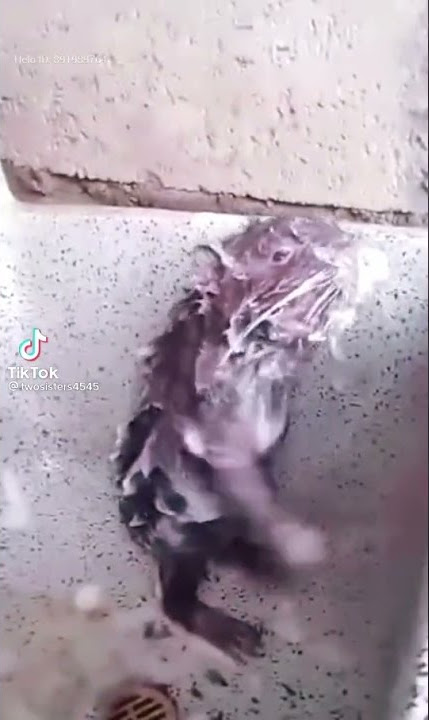 video lucu tikus mandi pake sabun