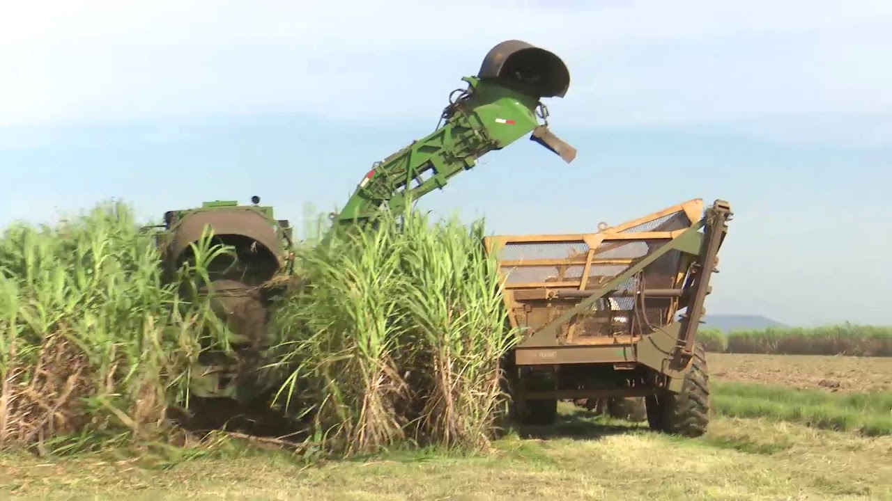 Cosecha mecanizada de caña de azúcar