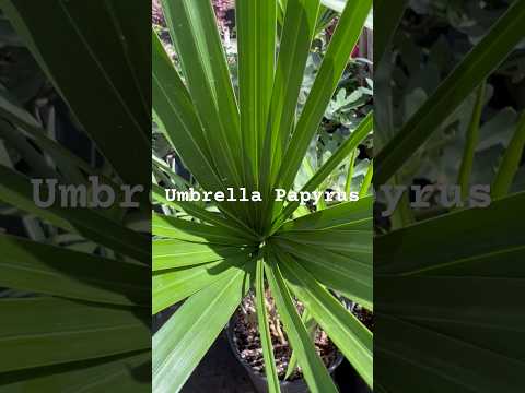 Umbrella Papyrus ☂️ #plants #landscape #shorts