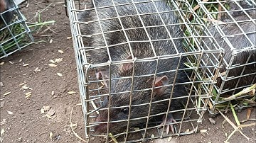 Bẩy chuột cống nhum địa điểm lý tưởng & cái kết #sanbatbatri#