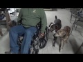 Toby and Tucker wheelchair Dog Obedience | Dog Training 2017 | Houston, Tx Toby and Tucker wheelchair Dog Obedience | Dog Training 2017 | Houston, Tx