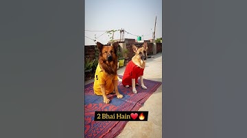 Thanks🐶 For 800 Subscribers ||☺️🙏🏻❤️ #shorts #short #youtubeshorts #viral #gsd #dog #pets #funny