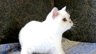 Британские котята окрас серебристая шиншилла-пойнт Британские котята окрас серебристая шиншилла-пойнт