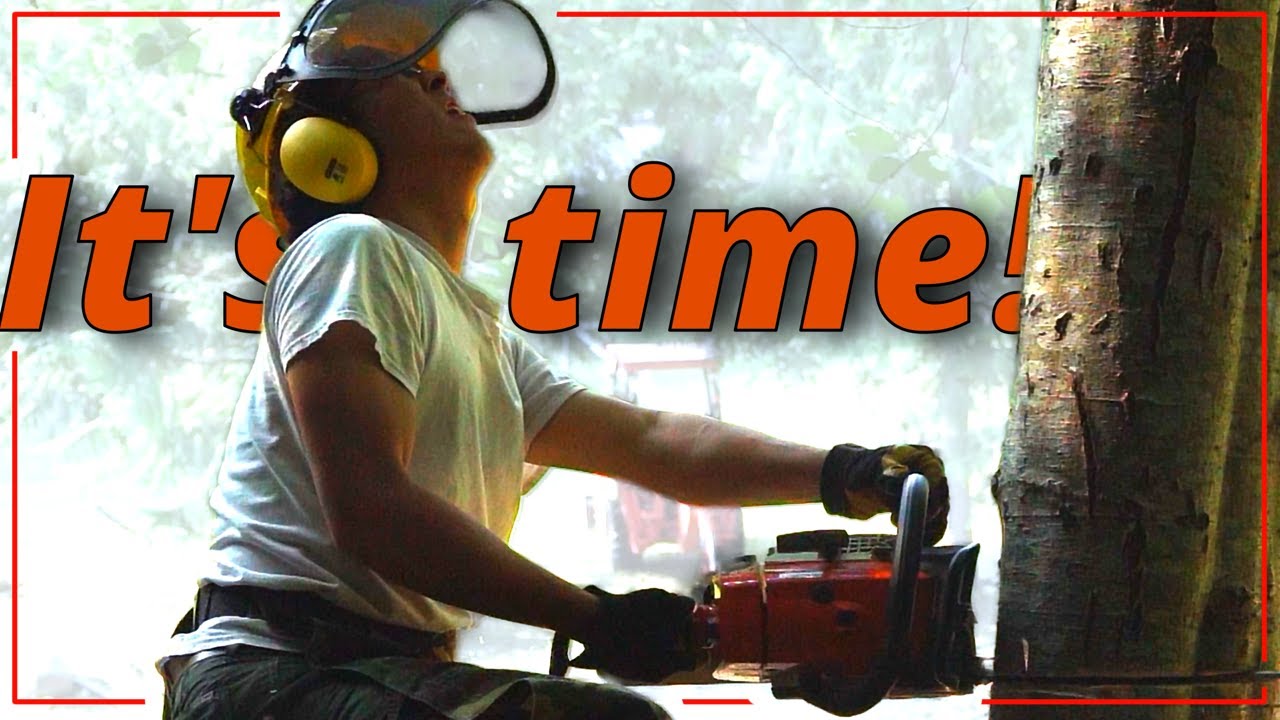 Cut 10 Trees Solo, Part 1 of My Big Pond Project Self Reliance