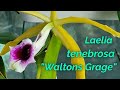 Laelia tenebrosa v.aurea &quot;Waltons Grange&quot; первое домашнее цветение.