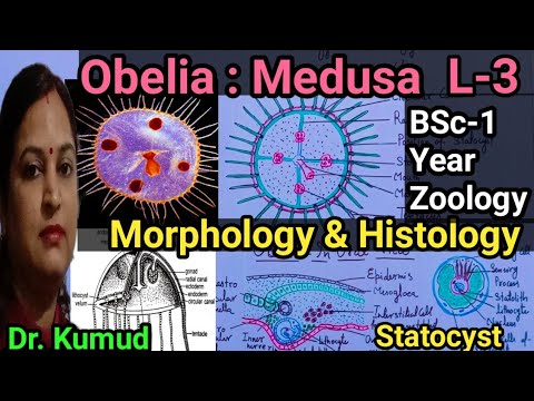 Video: In Obelia werden Medusen gebildet von?