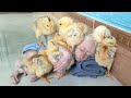 The chicks can finally sleep with baby monkey su difficult process