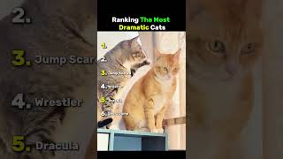 Ranking The Most Dramatic Cats #usa