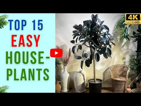 fragrant indoor plants Crispy Wave Fern, Asplenium nidus 'Crispy Wave,' Live Indoor Air Purifying Plant, Low Light Houseplant, Office Plant, 2.5-in Pot(s)