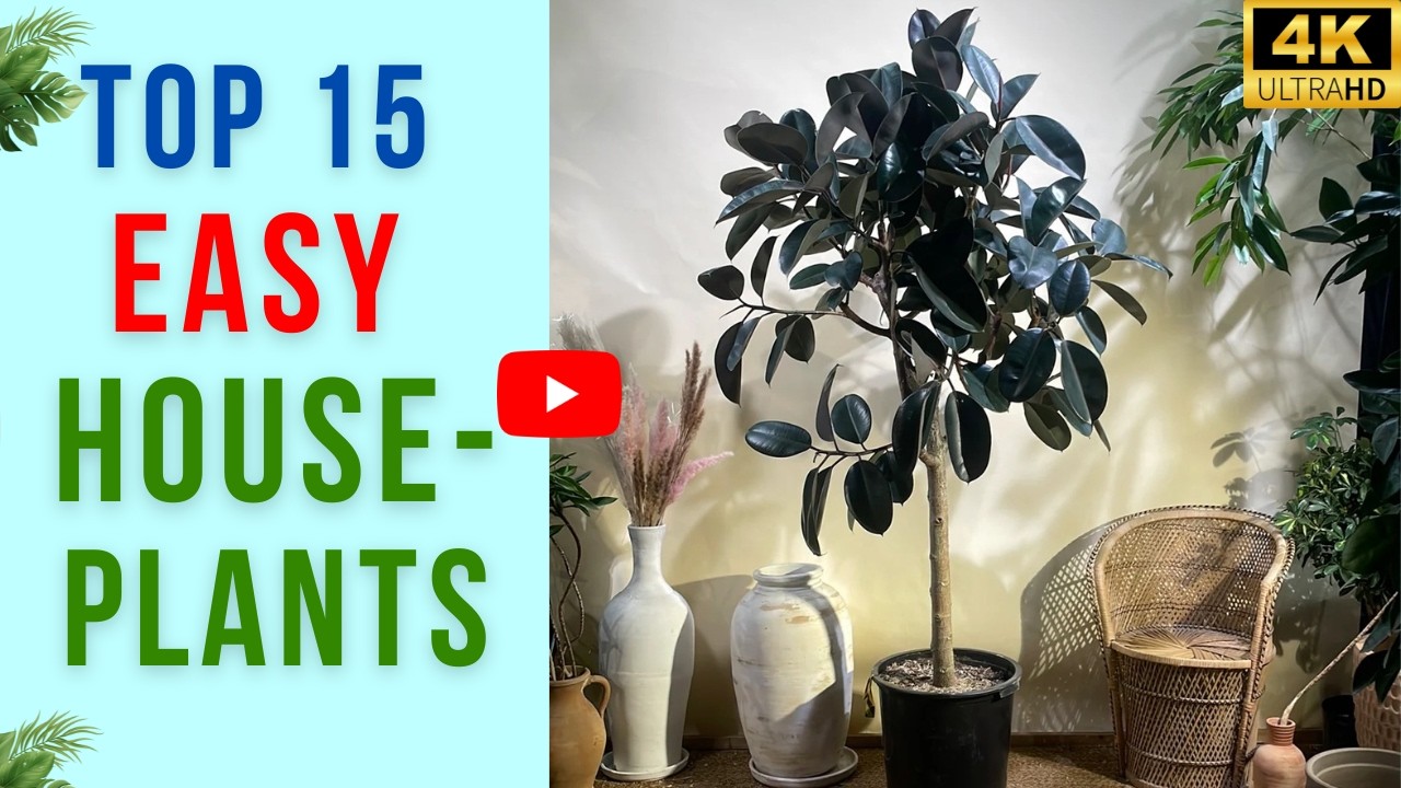 My Top 15 Easy Houseplants | Beginner Friendly Indoor Plants