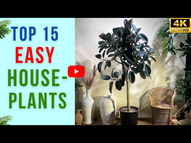 My Top 15 Easy Houseplants | Beginner Friendly Indoor Plants - YouTube