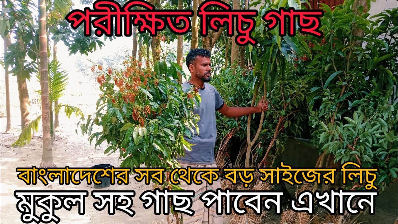 মুকুল সহ সব থেকে বড় জাতের চায়না৩ লিচু গাছ ৩০ ডেলিভারি দুবাই প্রবাসী মুজিব ভাই #লিচু 