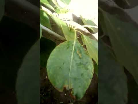 Видео: Как выглядят листья тополя?