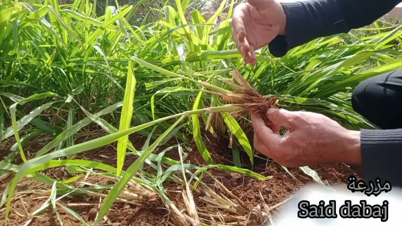 تصحيح بعض الإشاعات عن نبتة البونيكام Correcting some rumors about the bonicam plant