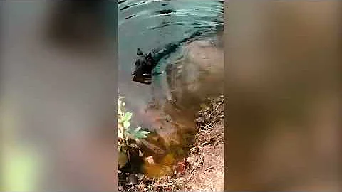 Крокодилы Против Собак / Шокирующие Нападения Крокодилов на Собак