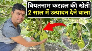 वियतनाम कटहल की खेती 2 साल में उत्पादन || Vietnam super early jackfruit farming || katahal ki kheti