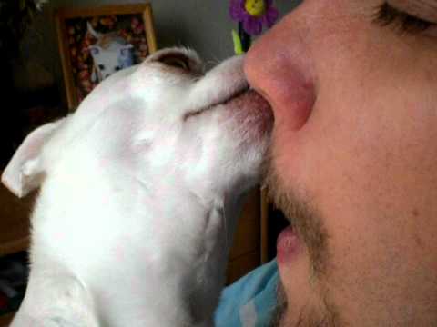Dog cleans Daddy's nose - featured on America's Funniest Home Videos [AFV]