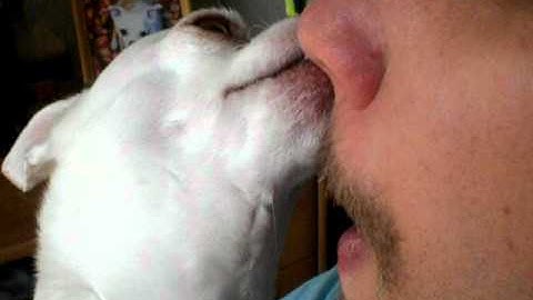 Dog cleans Daddy