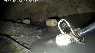 Anguilles Qui Se Refugient Dans Nos Puits