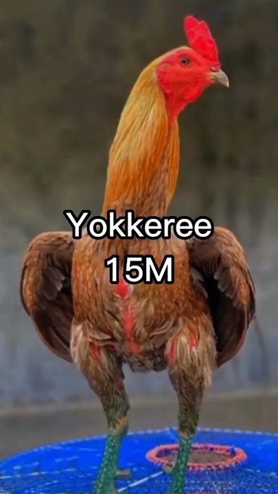 ayam ayam terkenal di Thailand dan harganya yang mahal