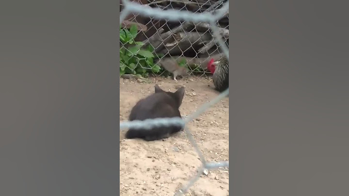 SACRAMENTO STREET RAT VS ROOSTER....MUST WATCH....