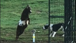 American Bulldog vs Billy Goat by Pride of the Southland Kennels and Farm  560 views 1 year ago 1 minute, 50 seconds