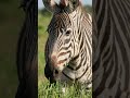 Giraffe 🦒 Zebra 🦓 Horse 🐎 ASMR Eating Compilation | Relaxing Animal Chewing Sounds