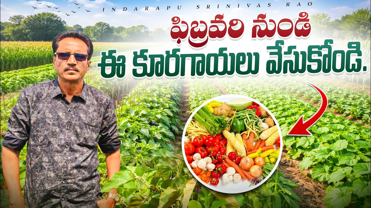 Vegetable Cultivation In February || February Month Vegiitables || కూరగాయల సాగు.