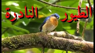 الطيور النادرة و الطيور الاستوائية في جزيرة صباح - ماليزيا