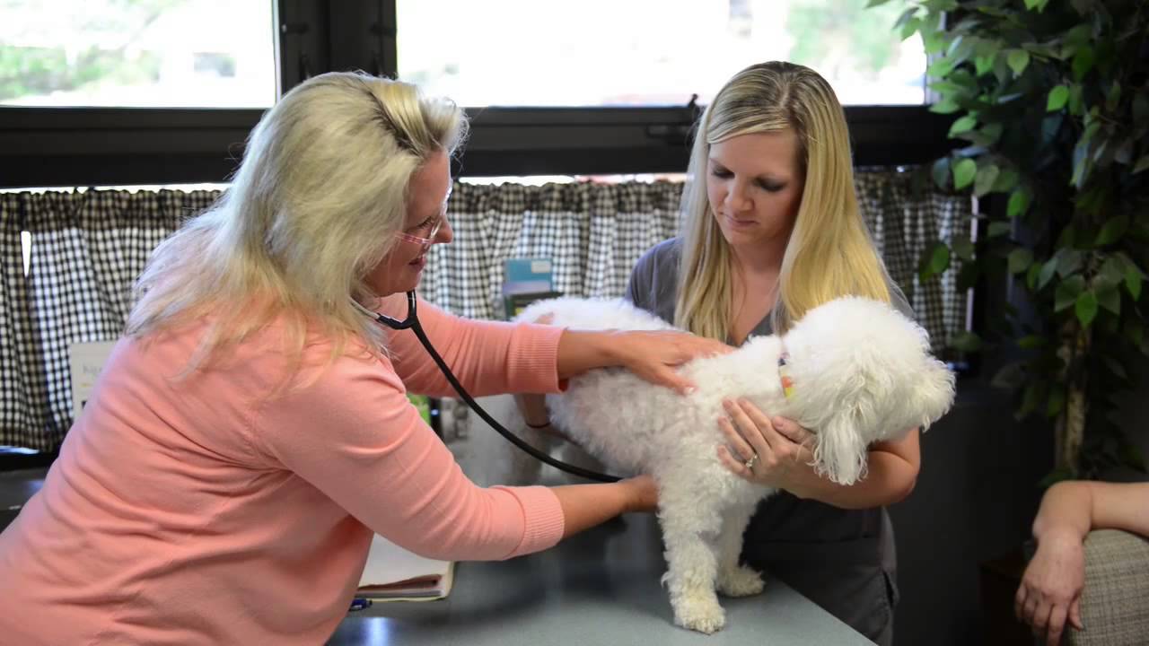 Welcome to Village Vet Clinic - YouTube