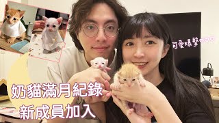 【小熊】可愛爆擊，奶貓滿月紀錄！意外加入新成員：橘帝、芡咪