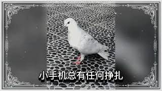 W0LF 四坚情 速食爱情 (lyrics video)(歌词版)