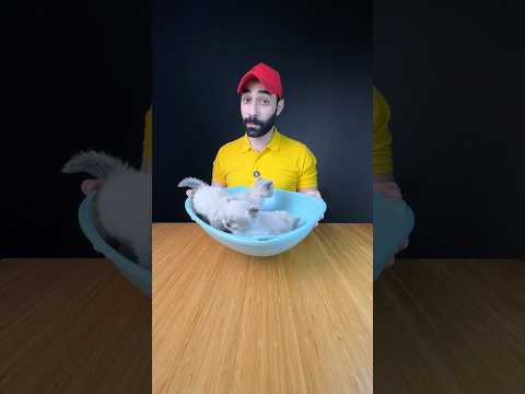 لا تستخدم لتربوكس بلاستيك لقطتك