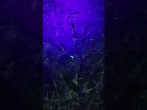 تجربة كشاف العقرب في الليل  صحراء زواحف 