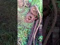 Металлокоп в овраге с ночевкой
