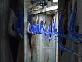 Silicone Bend Hose Curing On Vulcanizer #shorts #hose #auto#silicone#car#factory