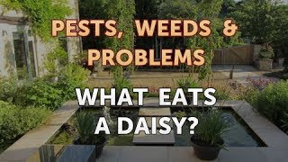 What Eats a Daisy?