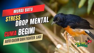 MENGATASI STRESS DAN DROP MENTAL Murai Batu dengan MUDAH