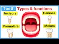 Types of teeth 🦷 | Incisors, canines, premolars & molars