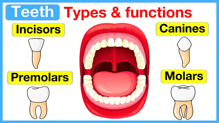 Types of teeth 🦷 | Incisors, canines, premolars & molars - DayDayNews
