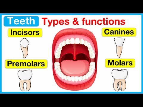 Видео: Шүдний шүд ямар үүрэгтэй вэ?
