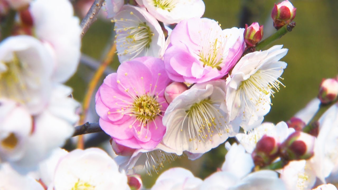1本の木から紅白の花 珍しい 源平咲き も楽しめる 109本の梅が見頃 高松市 Youtube 1本の木から紅白の花 珍しい 源平咲き も楽しめる 109本の梅が見頃 高松市 Youtube