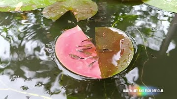 CHO CÁ BẢY MÀU HB WHITE ĂN CÁM THÁI INVE 3/5 TRÊN LÁ ĐỘT BIẾN CỦA HOA SÚNG ARC-EN-CIEL