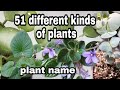 51 plants common names//mga pangalan ng halaman